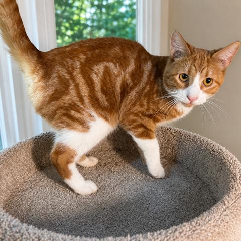 SOLARIS - A RAY OF SUNSHINE, Adoptable, Kitten Male Bengal & Turkish Van.