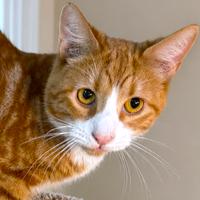 SOLARIS - A RAY OF SUNSHINE, a Adoptable mixed breed in Danbury, CT image 2/2
