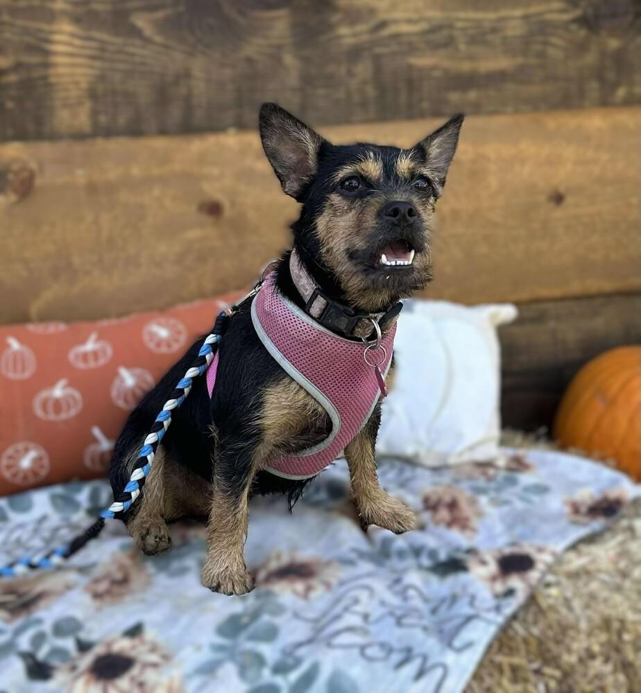 Enlarge CoCo Chanel, a Adoptable mixed breed in Mission Viejo, CA image 1/4