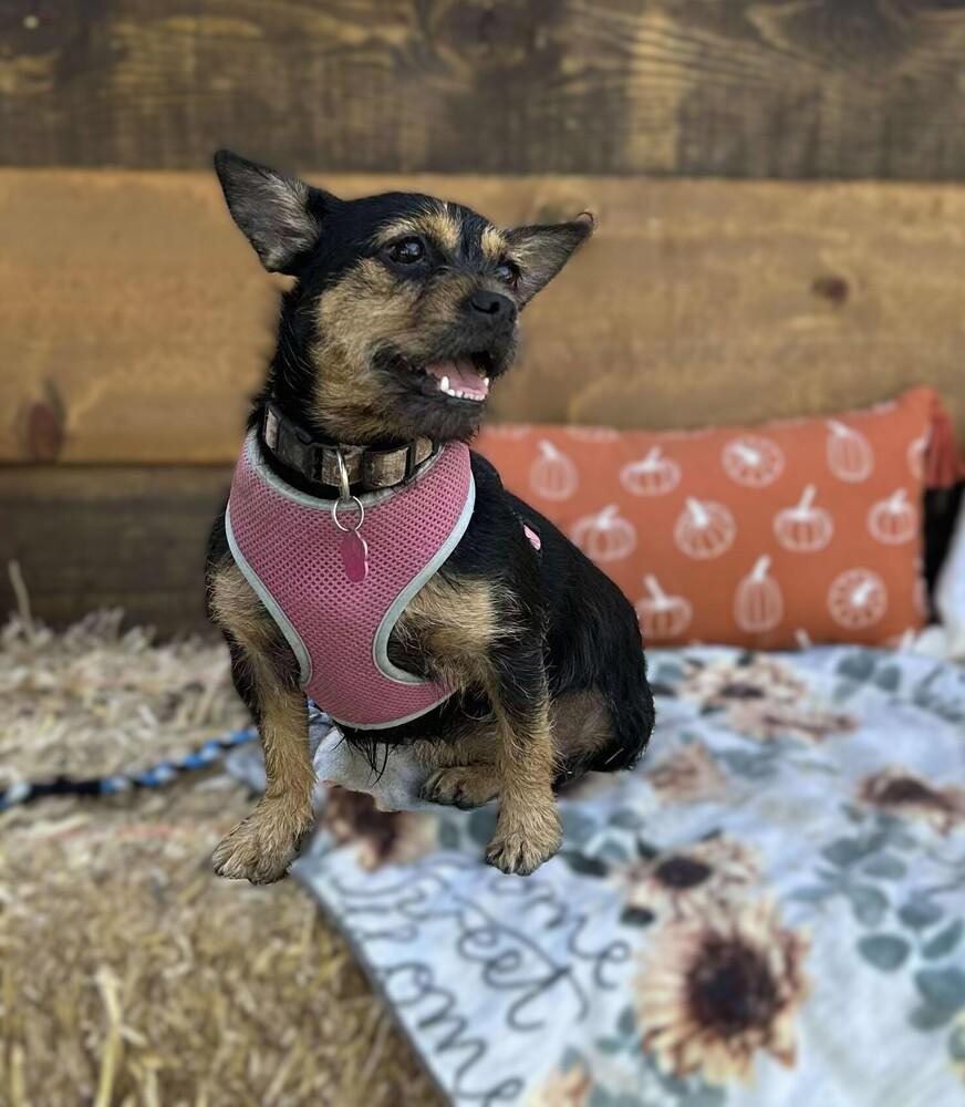 Enlarge CoCo Chanel, a Adoptable mixed breed in Mission Viejo, CA image 2/4