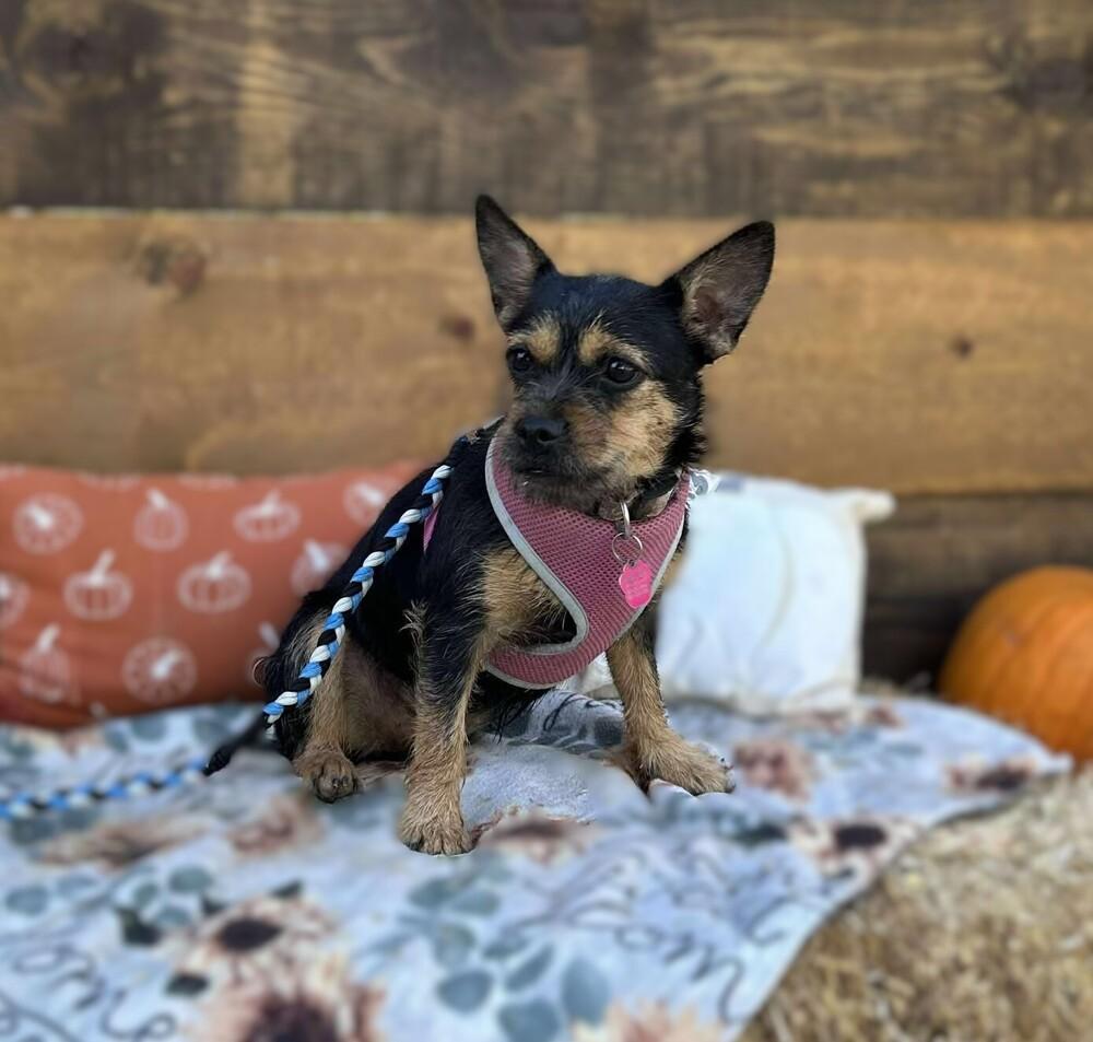 Enlarge CoCo Chanel, a Adoptable mixed breed in Mission Viejo, CA image 3/4