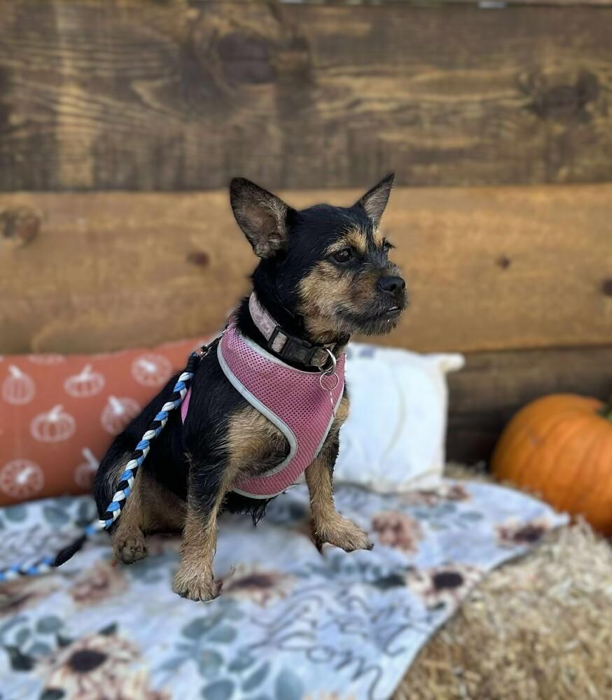 Enlarge CoCo Chanel, a Adoptable mixed breed in Mission Viejo, CA image 4/4