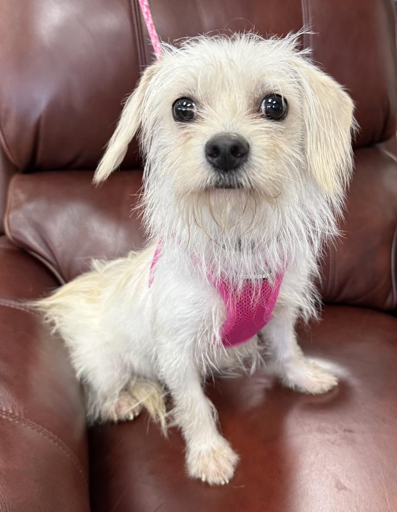 Enlarge Carolina, a Adoptable mixed breed in Mundelein, IL image 1/1