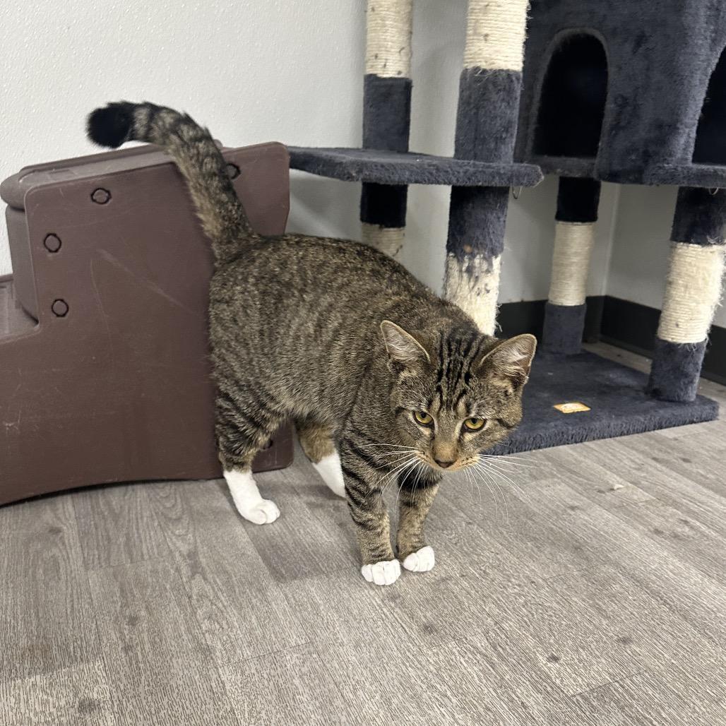 Peter Parker, Adoptable, Young Male Domestic Short Hair.