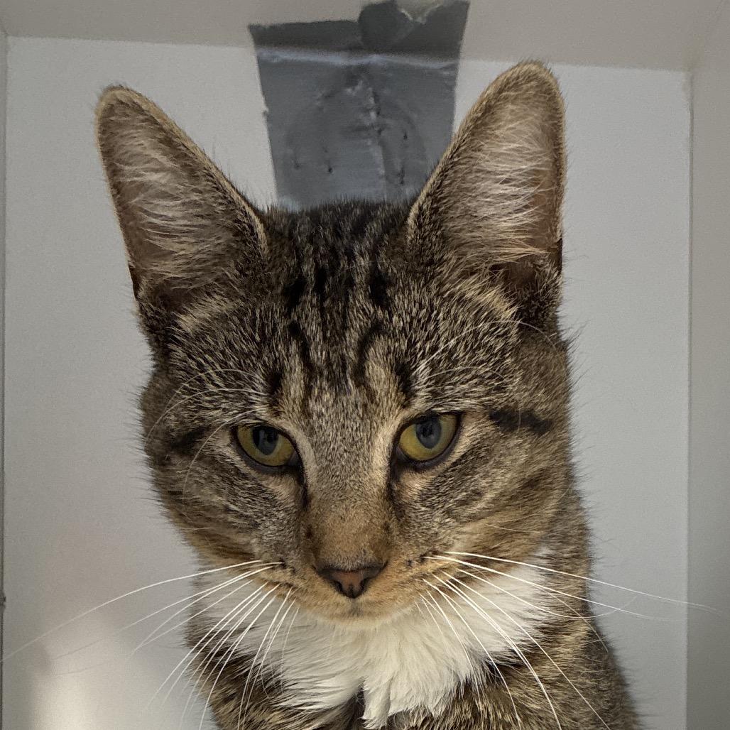 Peter Parker, Adoptable, Young Male Domestic Short Hair.