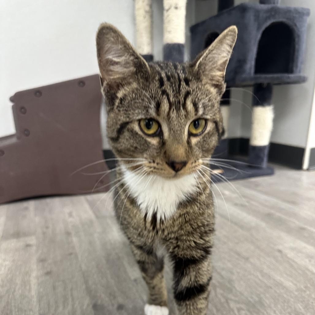 Peter Parker, a Adoptable Domestic Short Hair in Uniontown, PA image 3/3
