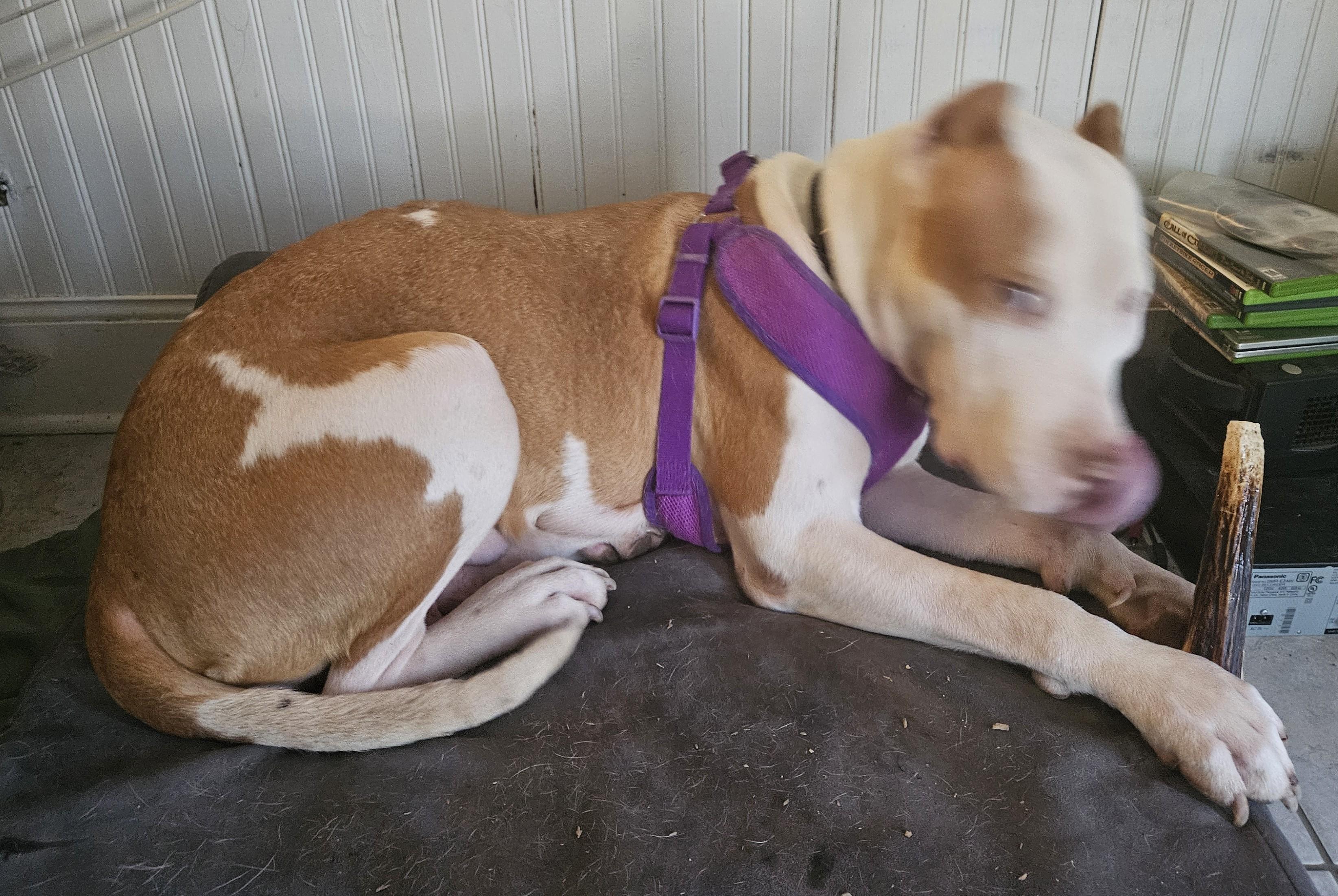 Enlarge Rue, an adoptable mixed breed in Palatine, IL image 5/5