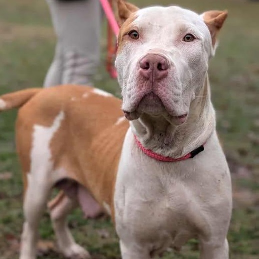 Enlarge Rue, an adoptable mixed breed in Palatine, IL image 3/5