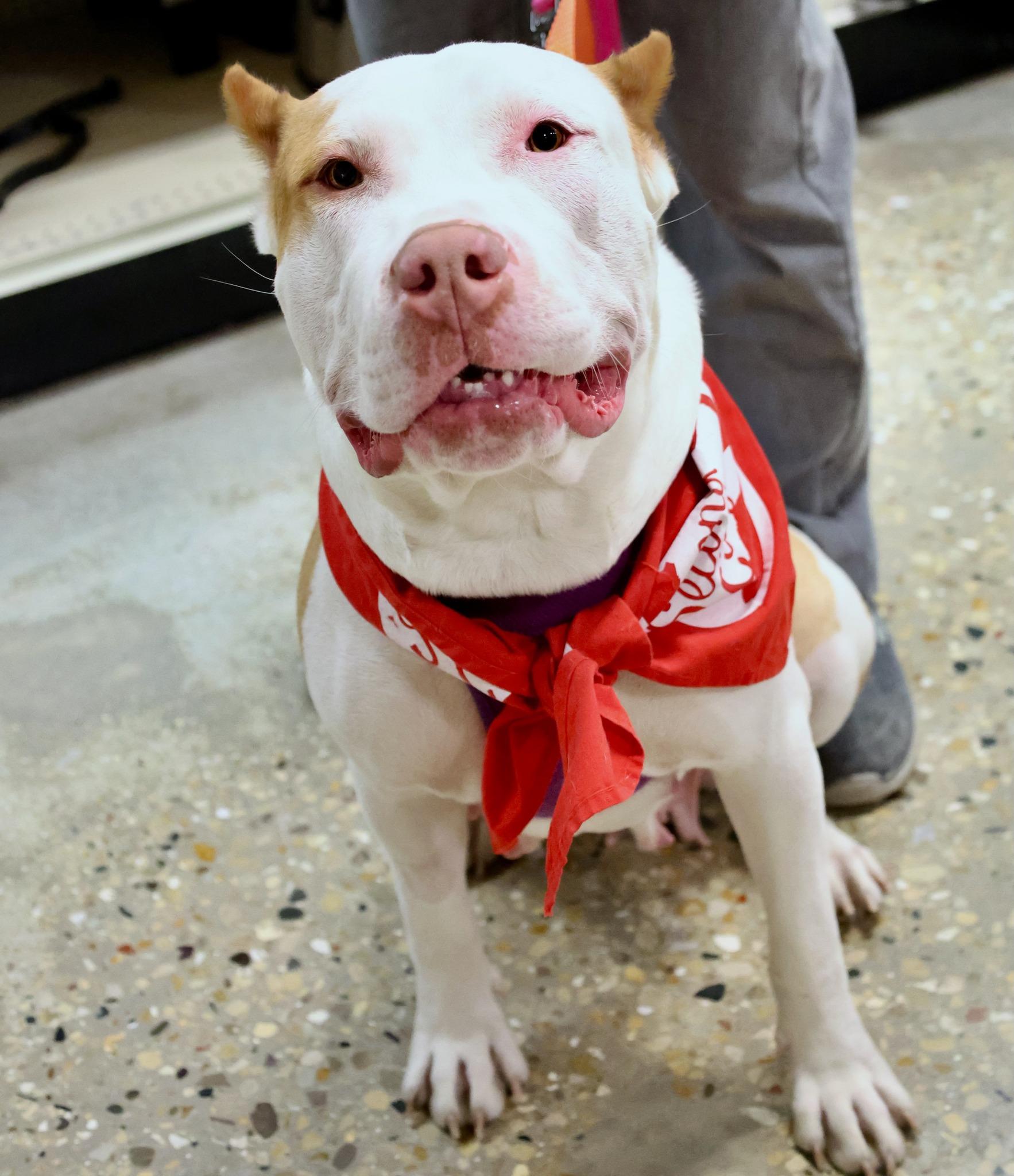 Enlarge Rue, an adopted mixed breed in Palatine, IL image 1/6