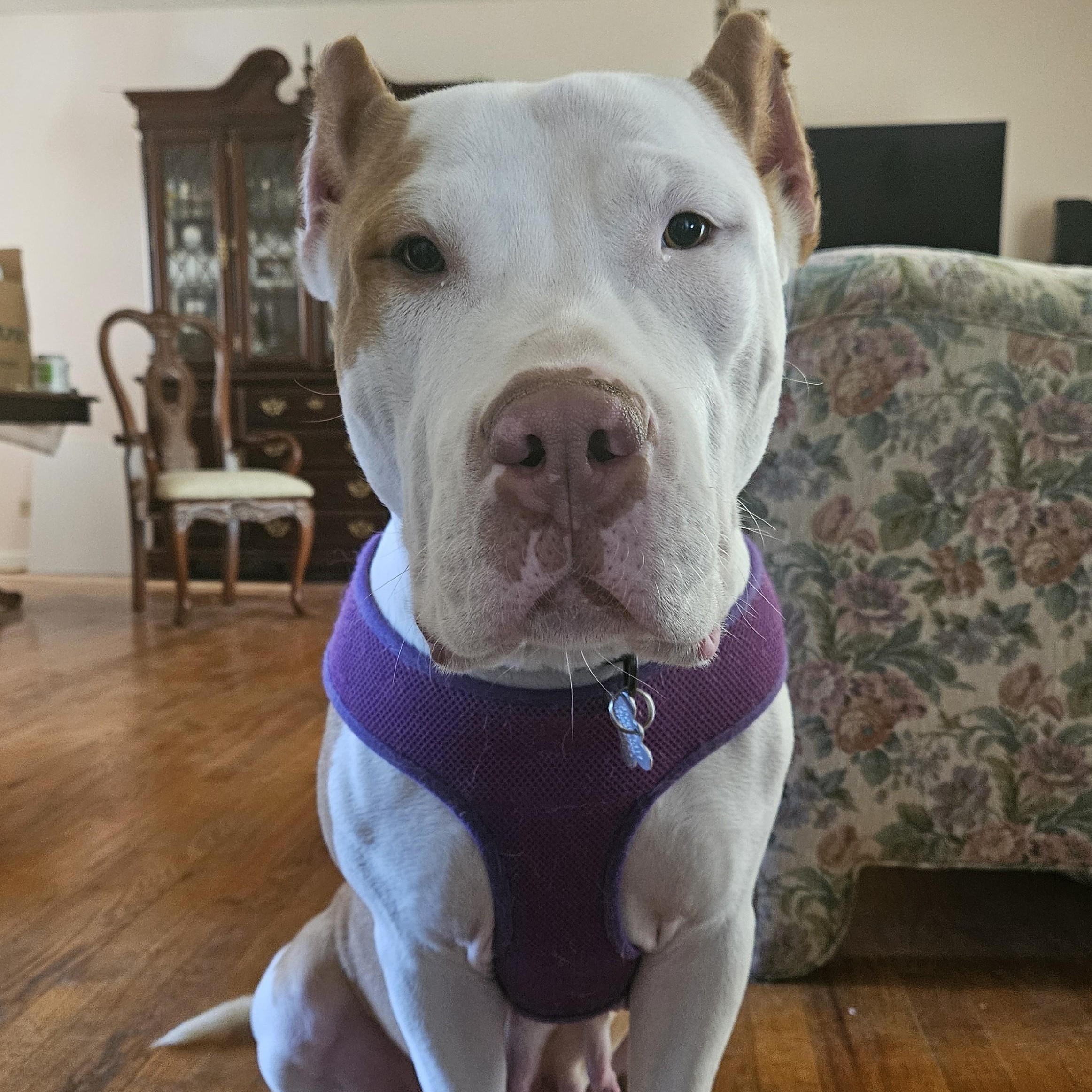 Rue, adoptable, Adult Female Pit Bull Terrier & Mixed Breed.