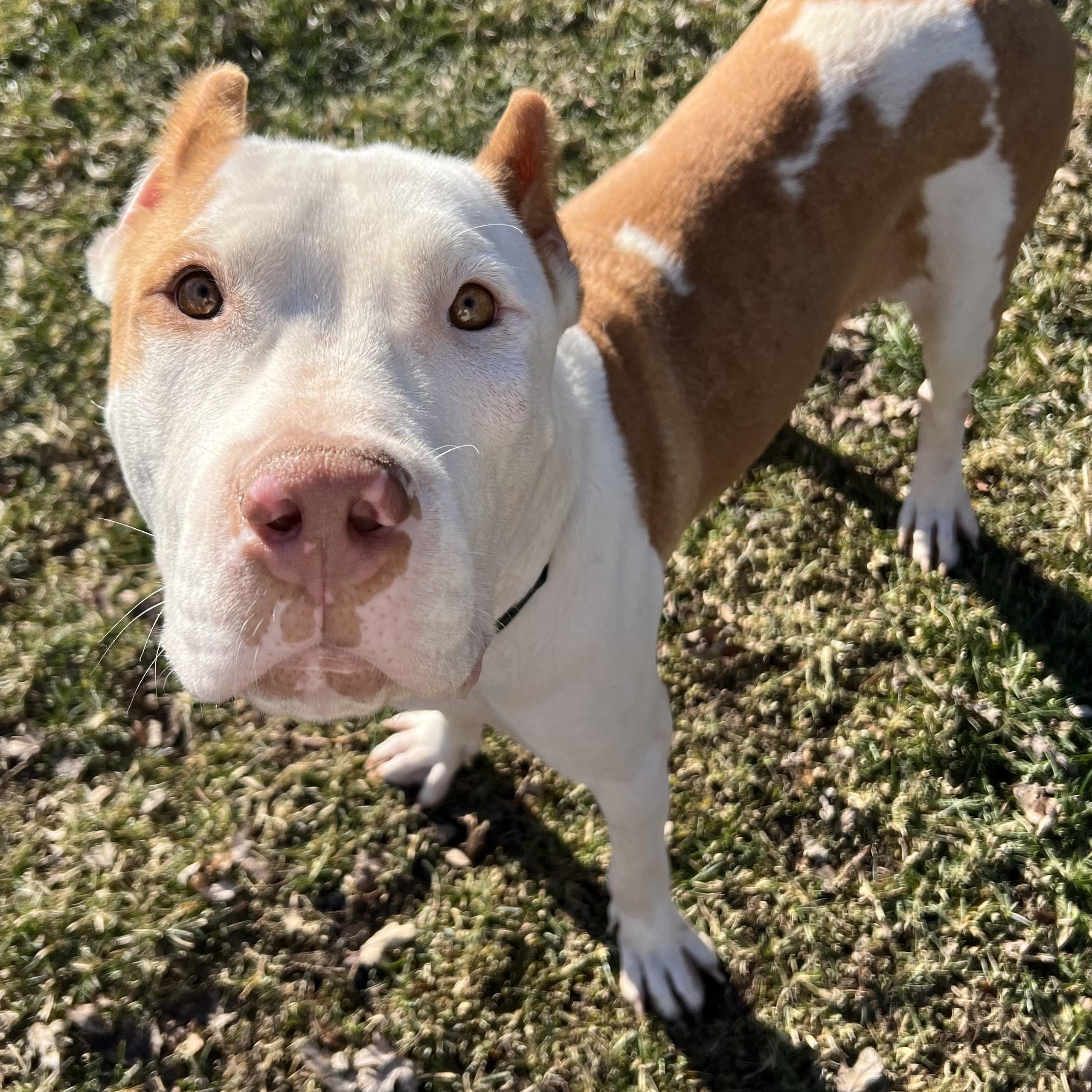 Enlarge Rue, an adoptable mixed breed in Palatine, IL image 4/5