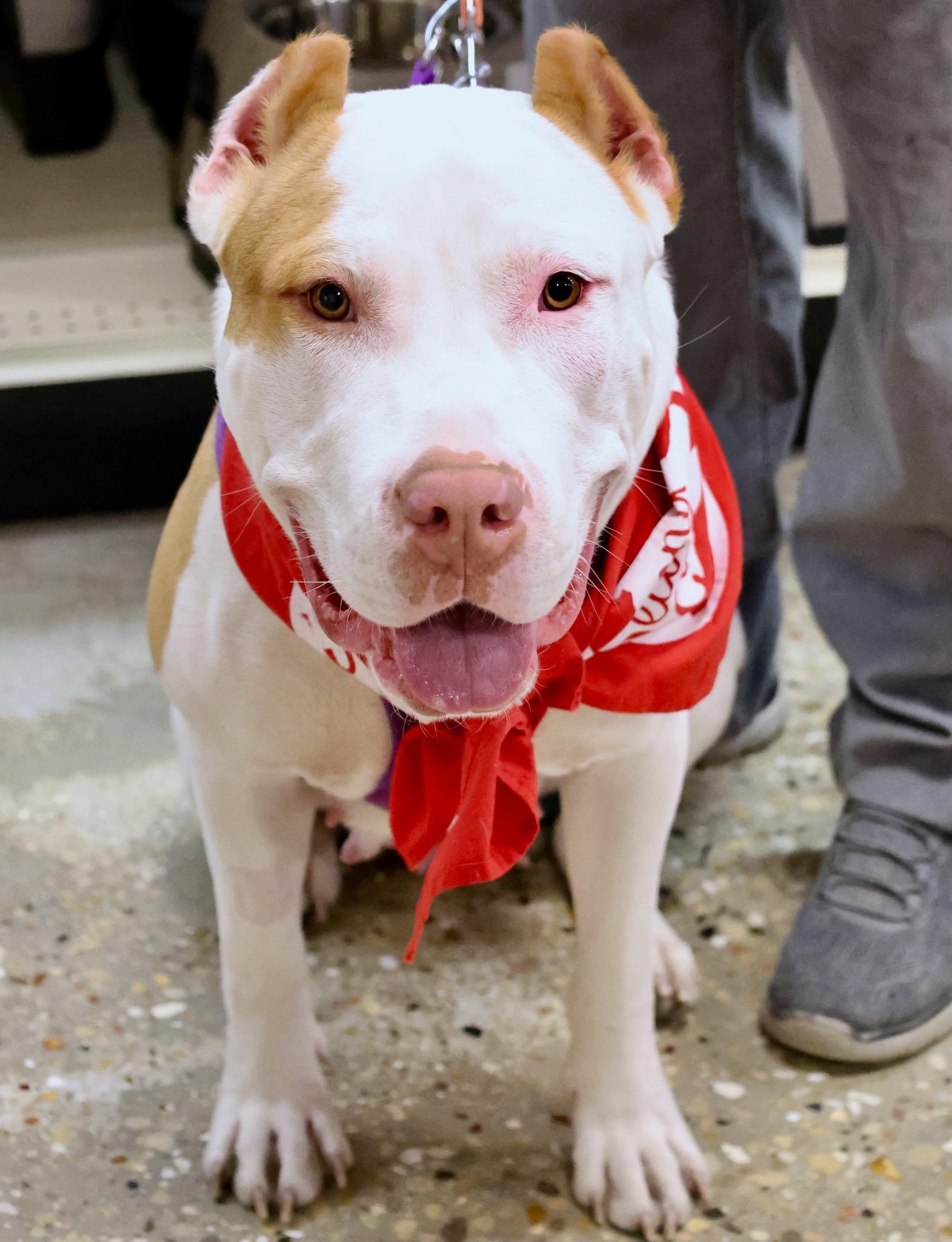 Enlarge Rue, an adopted mixed breed in Palatine, IL image 6/6