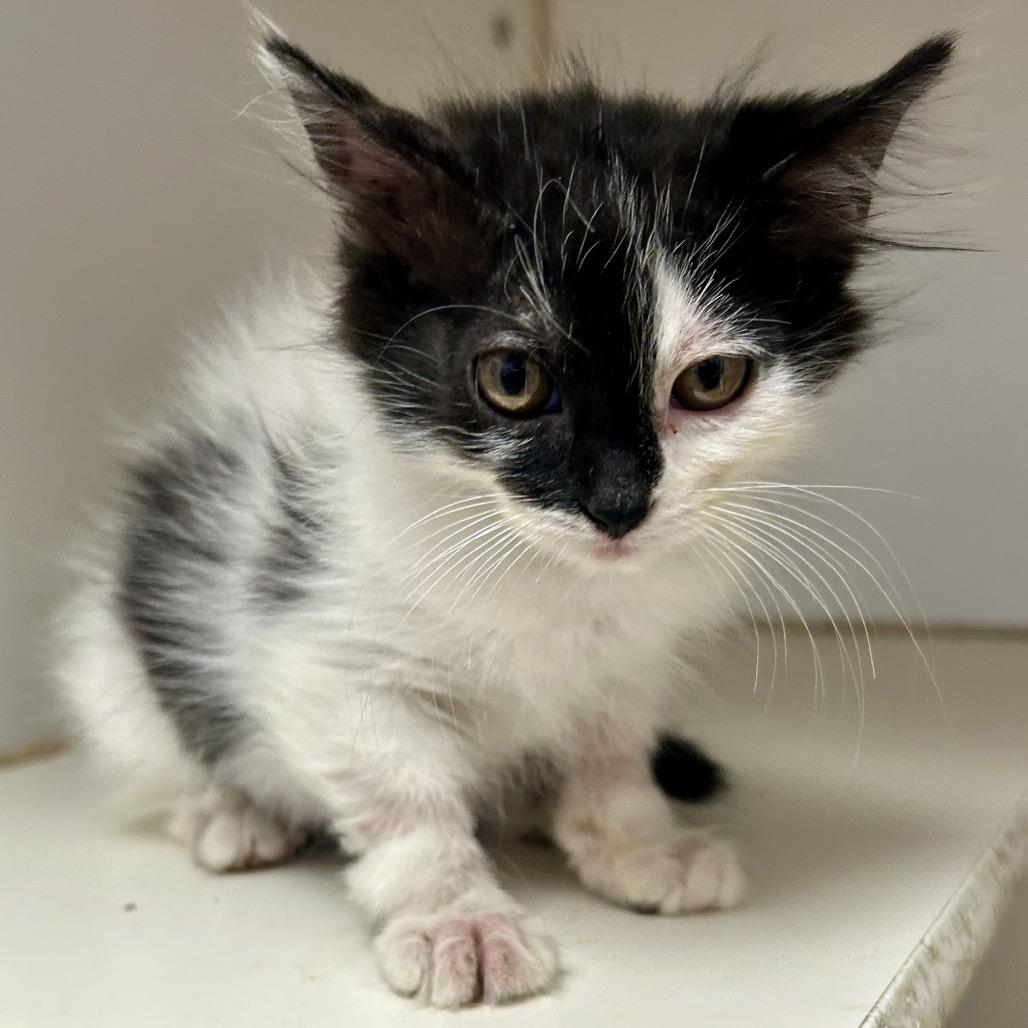 Rock, Adoptable, Kitten Female Domestic Short Hair.