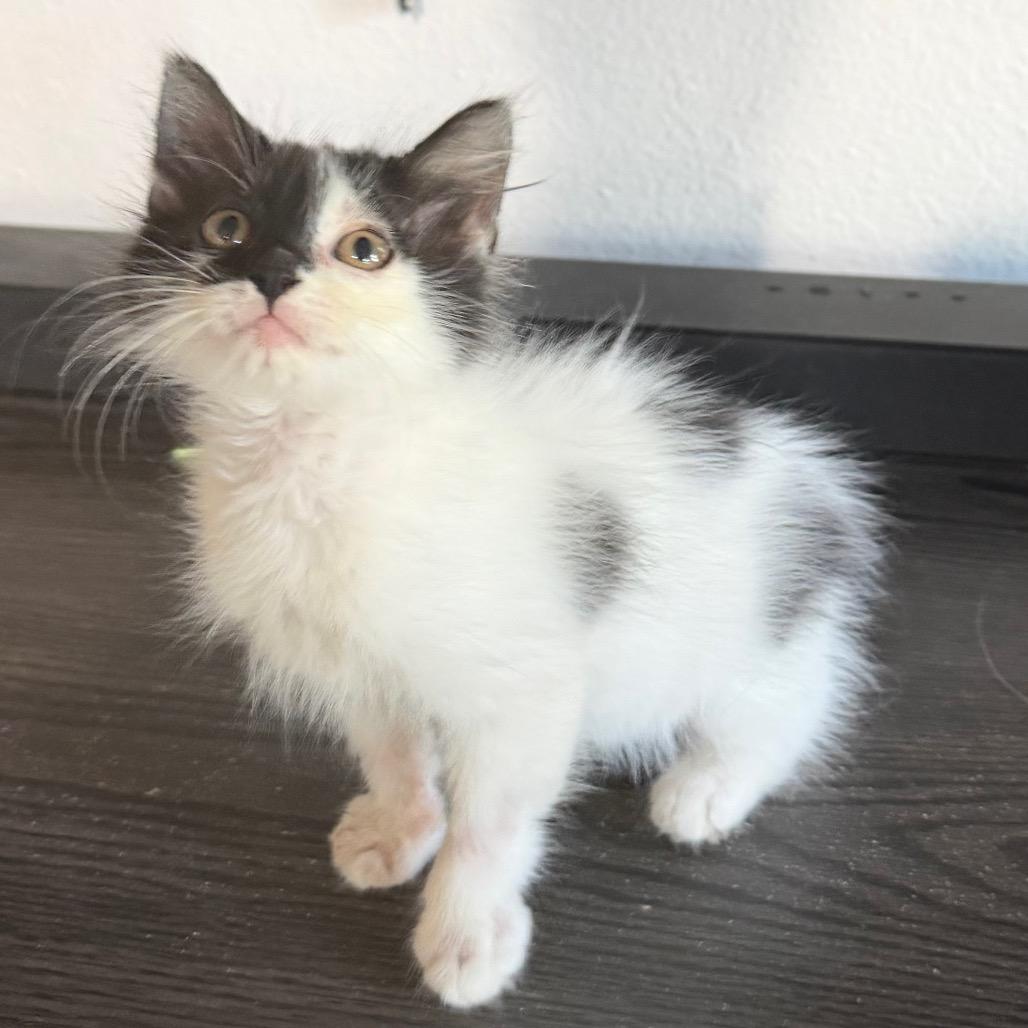 Rock, a Adoptable Domestic Short Hair in St Joseph, MO image 2/4
