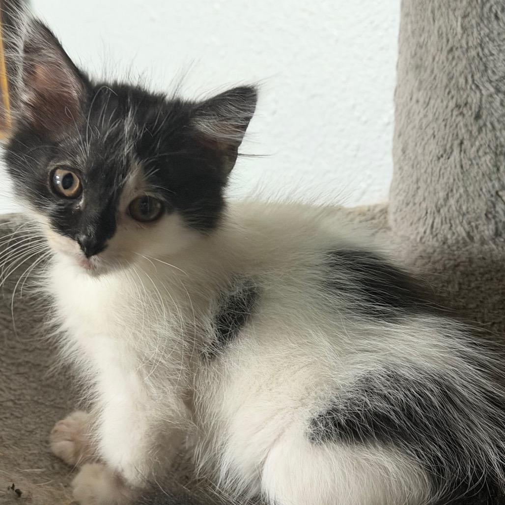 Rock, a Adoptable Domestic Short Hair in St Joseph, MO image 3/4