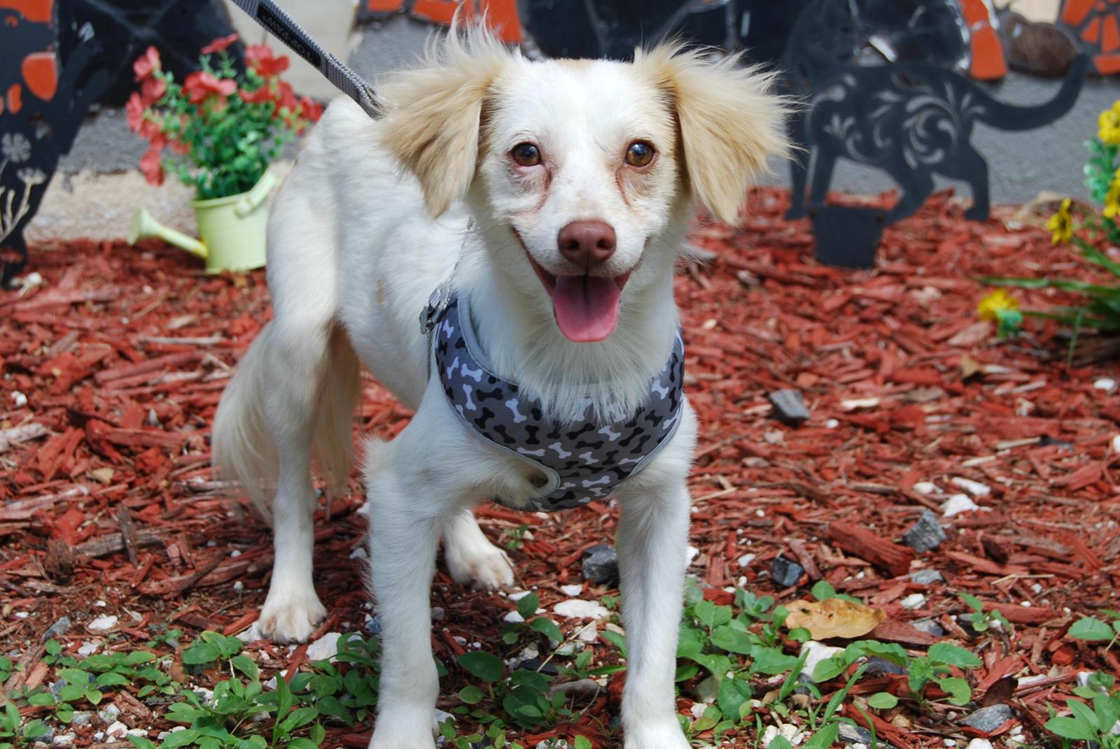 YUKI, ADOPTABLE, Adult Male Chihuahua.