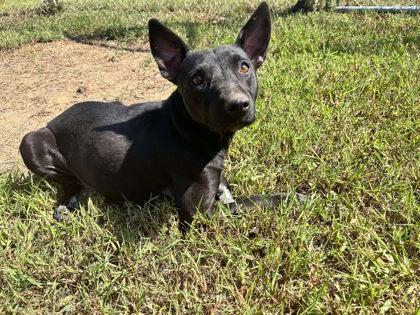 Enlarge Quillen, a Adoptable mixed breed in Clayton, GA image 1/2