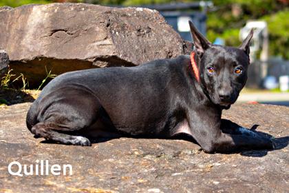 Enlarge Quillen, a Adoptable mixed breed in Clayton, GA image 2/2