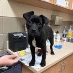 Magenta 60548935, adopted, Puppy Female Bulldog.