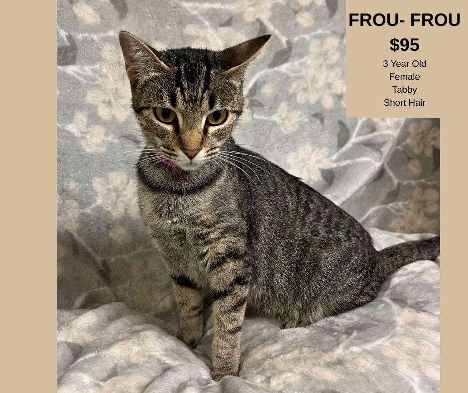 Frou-Frou, ADOPTABLE, Adult Female Domestic Short Hair.