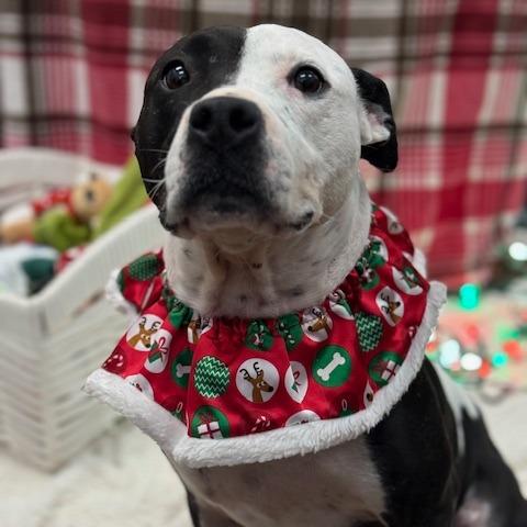 Enlarge Boo, a Adoptable Mixed Breed in Jeffersonville, IN image 3/5