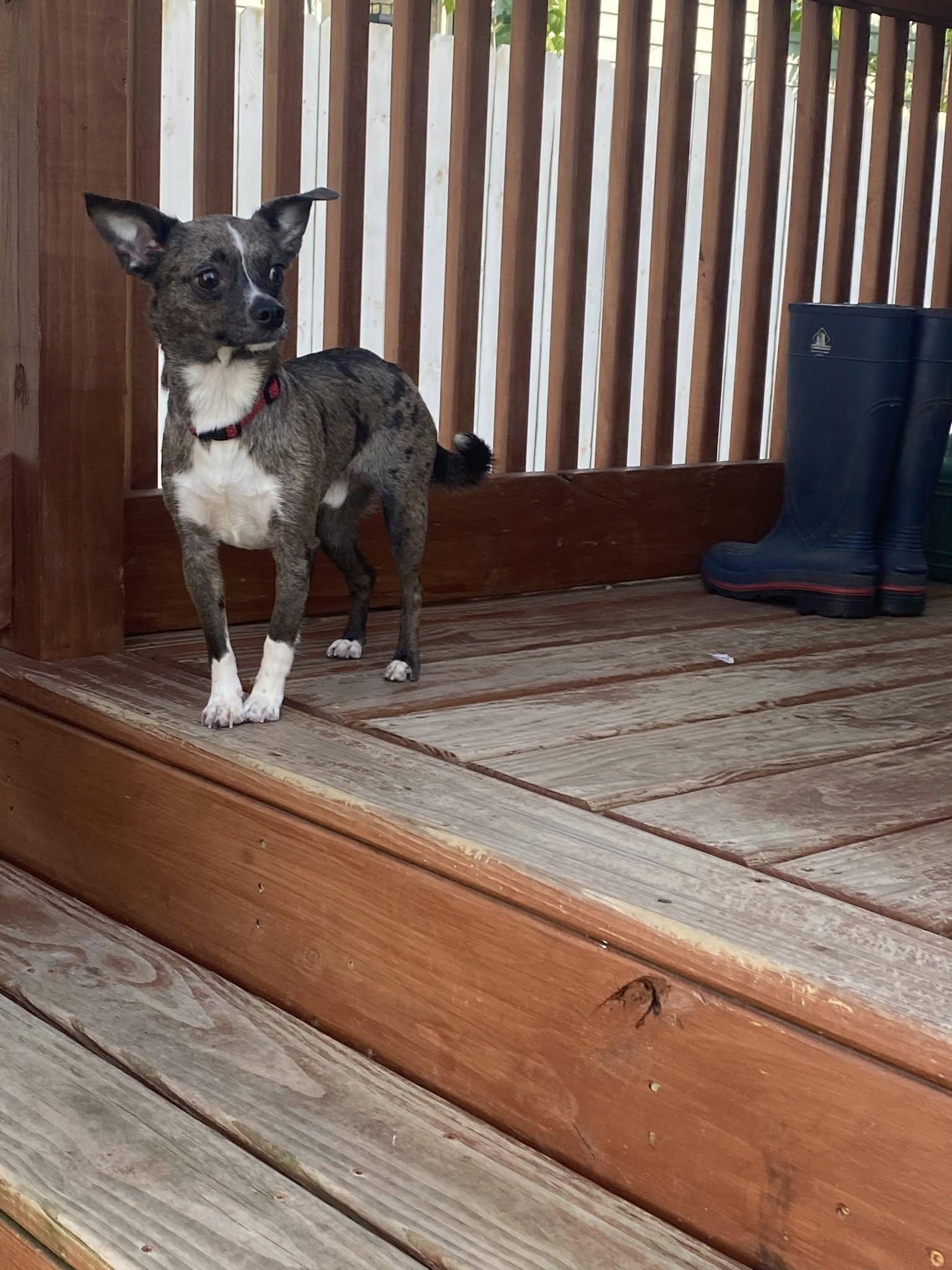 Enlarge Kirby, a Adopted Chihuahua in Rockwood, MI image 2/3