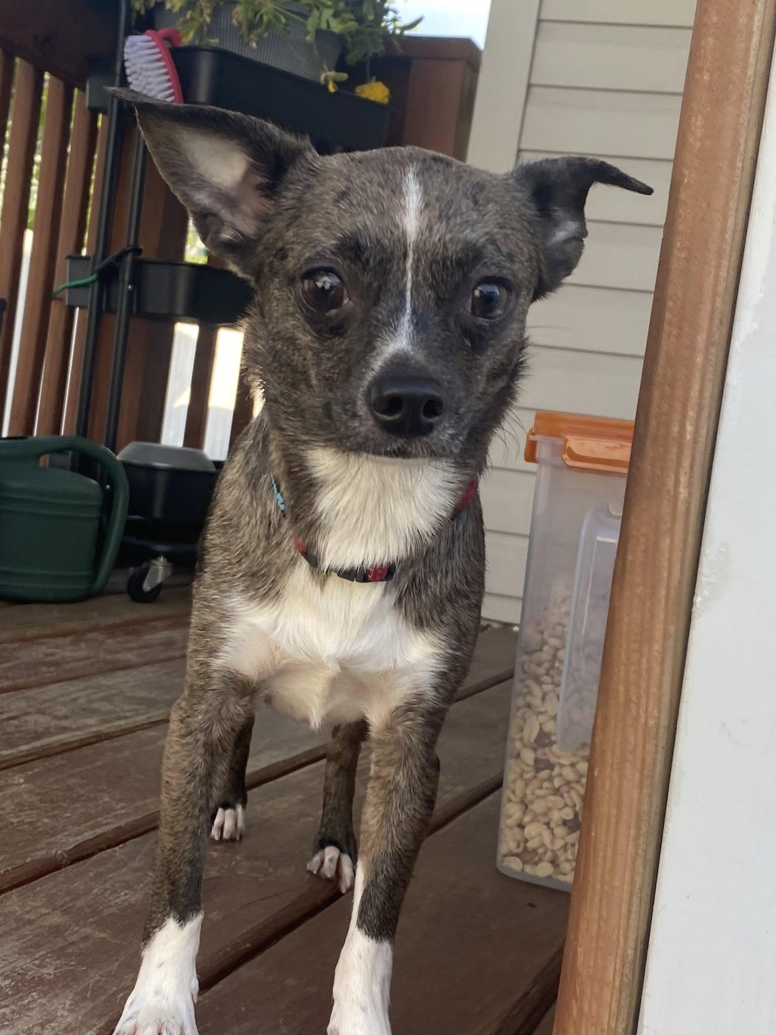 Enlarge Kirby, a Adopted Chihuahua in Rockwood, MI image 1/3