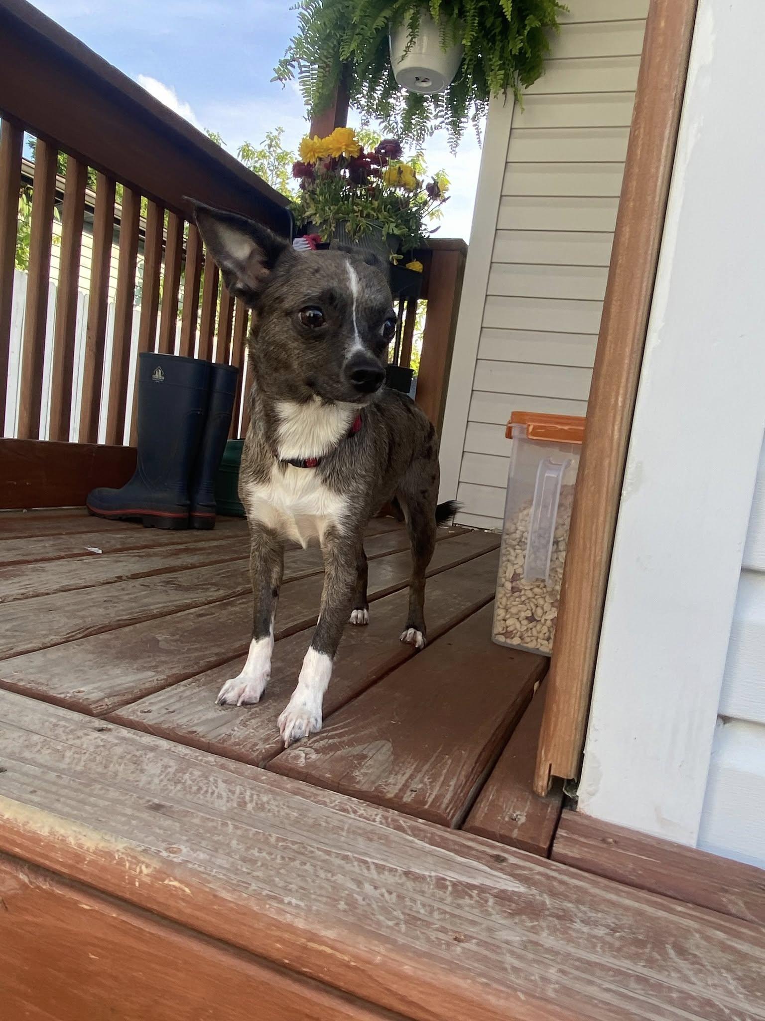 Enlarge Kirby, a Adopted Chihuahua in Rockwood, MI image 3/3