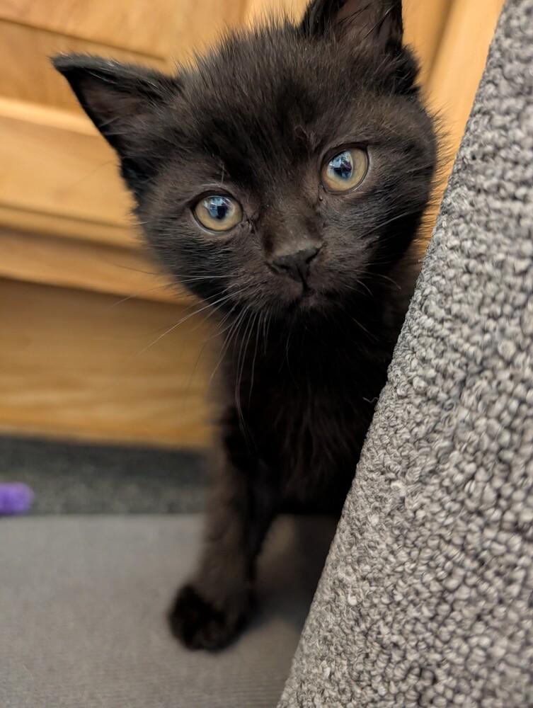 Stiletto, a Adoptable Domestic Short Hair in Westfield, WI image 1/2