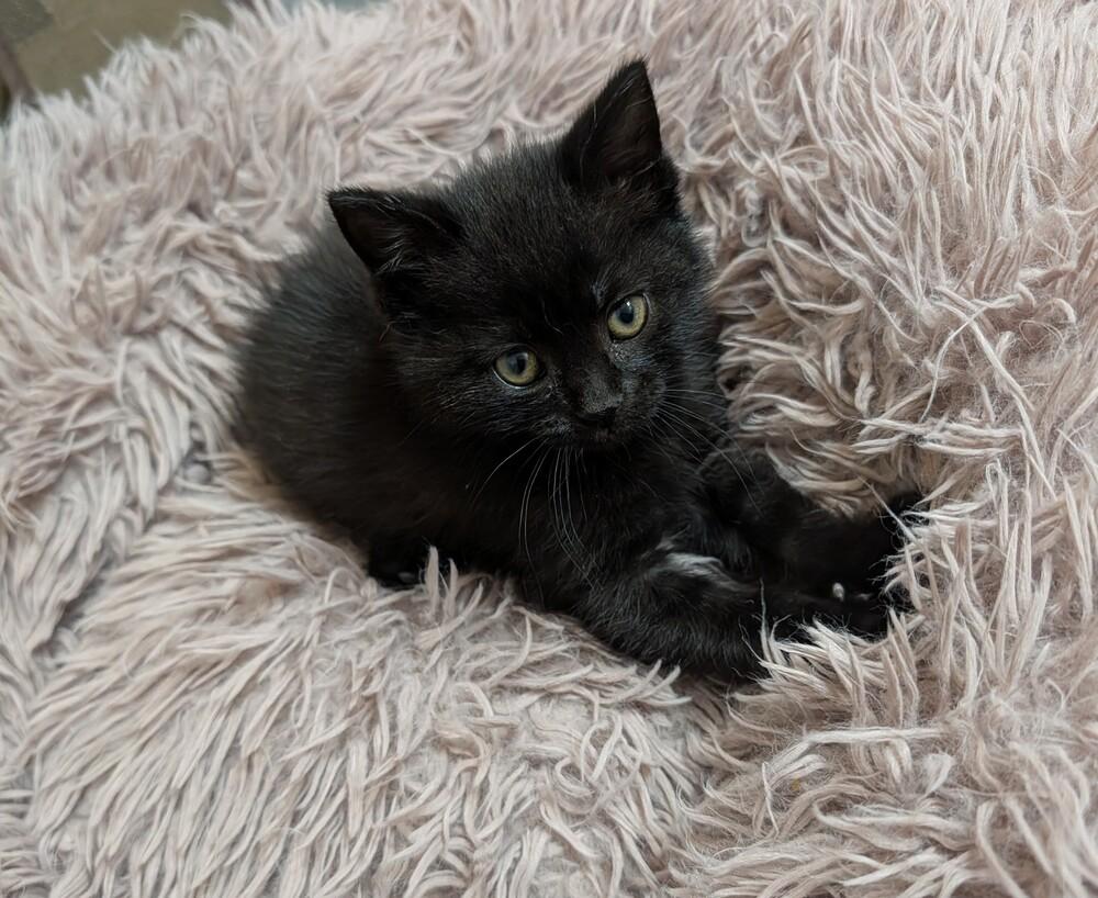 Stiletto, a Adoptable Domestic Short Hair in Westfield, WI image 2/2