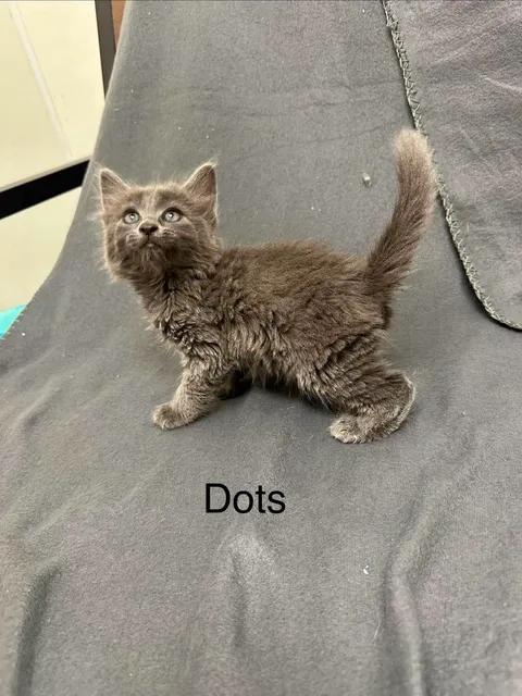 Dots, adopted, Kitten Female Domestic Short Hair.