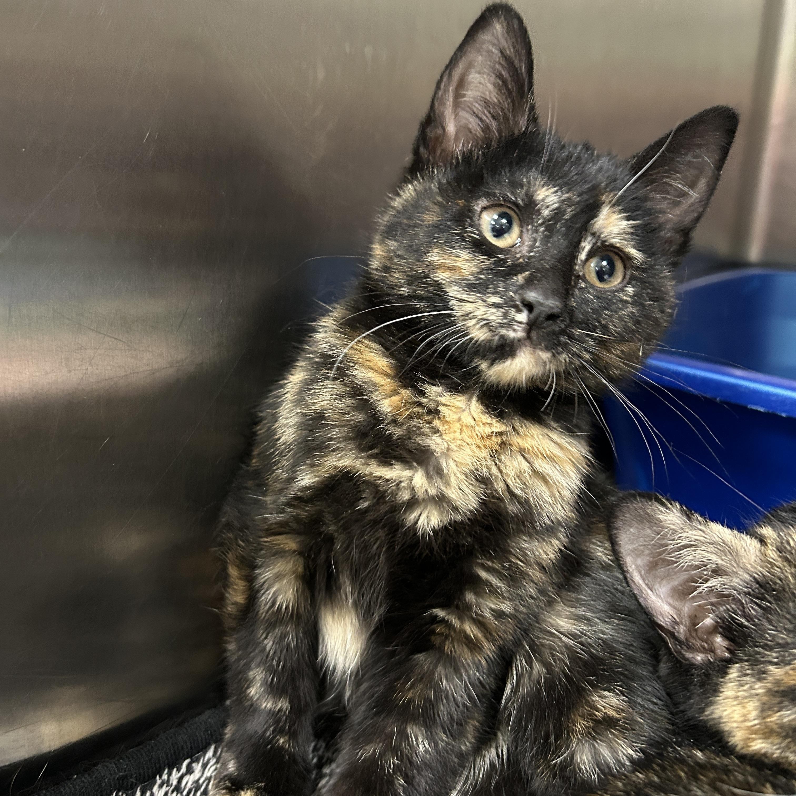 Enlarge Lightsaber 3 of 3, an adopted Tortoiseshell in La Grange Park, IL image 2/4