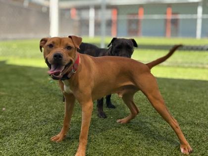 Remi, Adoptable, Adult Male Terrier & Mixed Breed.