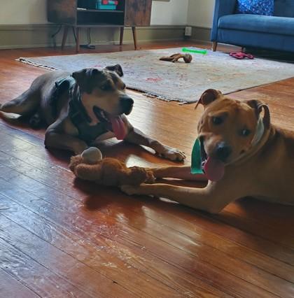 Enlarge Remi, a Adoptable mixed breed in Gainesville, FL image 2/3