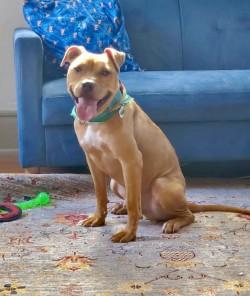 Enlarge Remi, a Adoptable mixed breed in Gainesville, FL image 3/3