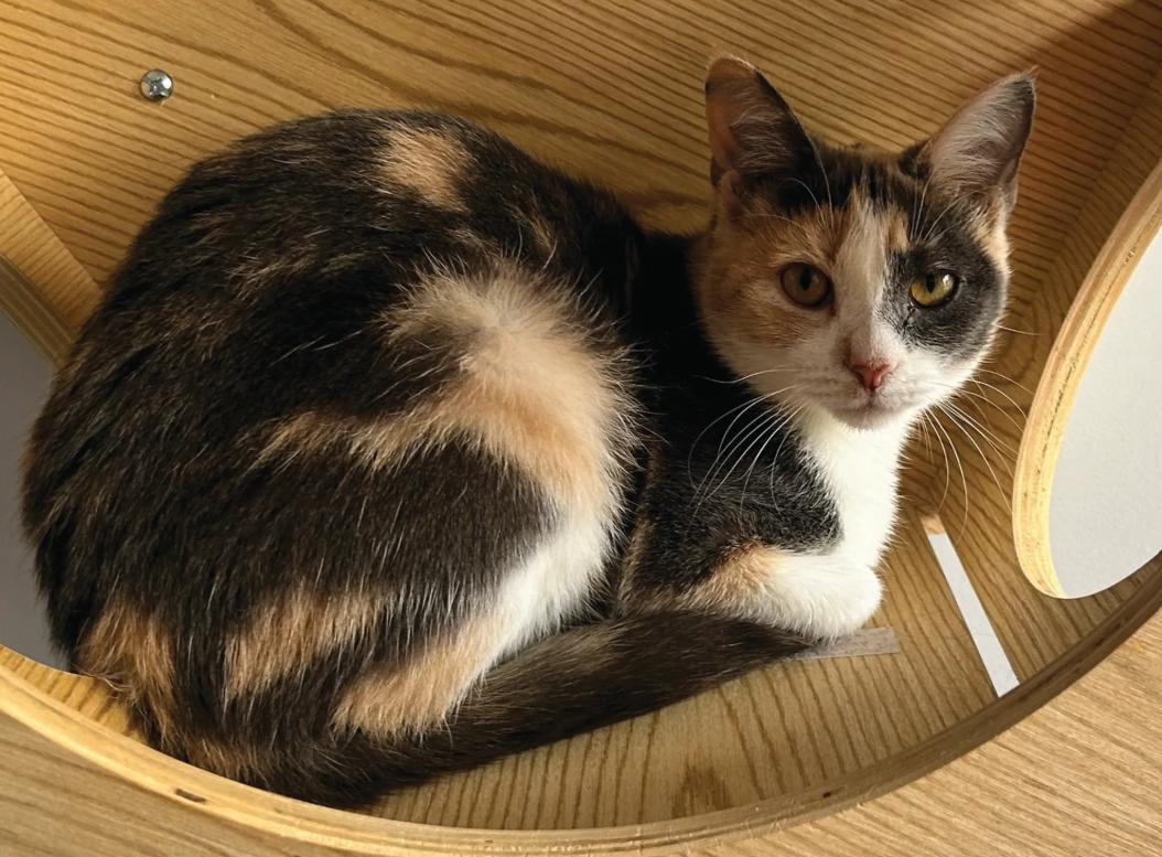 Enlarge Cindy, a Adoptable Domestic Short Hair in Monroe, NC image 1/1