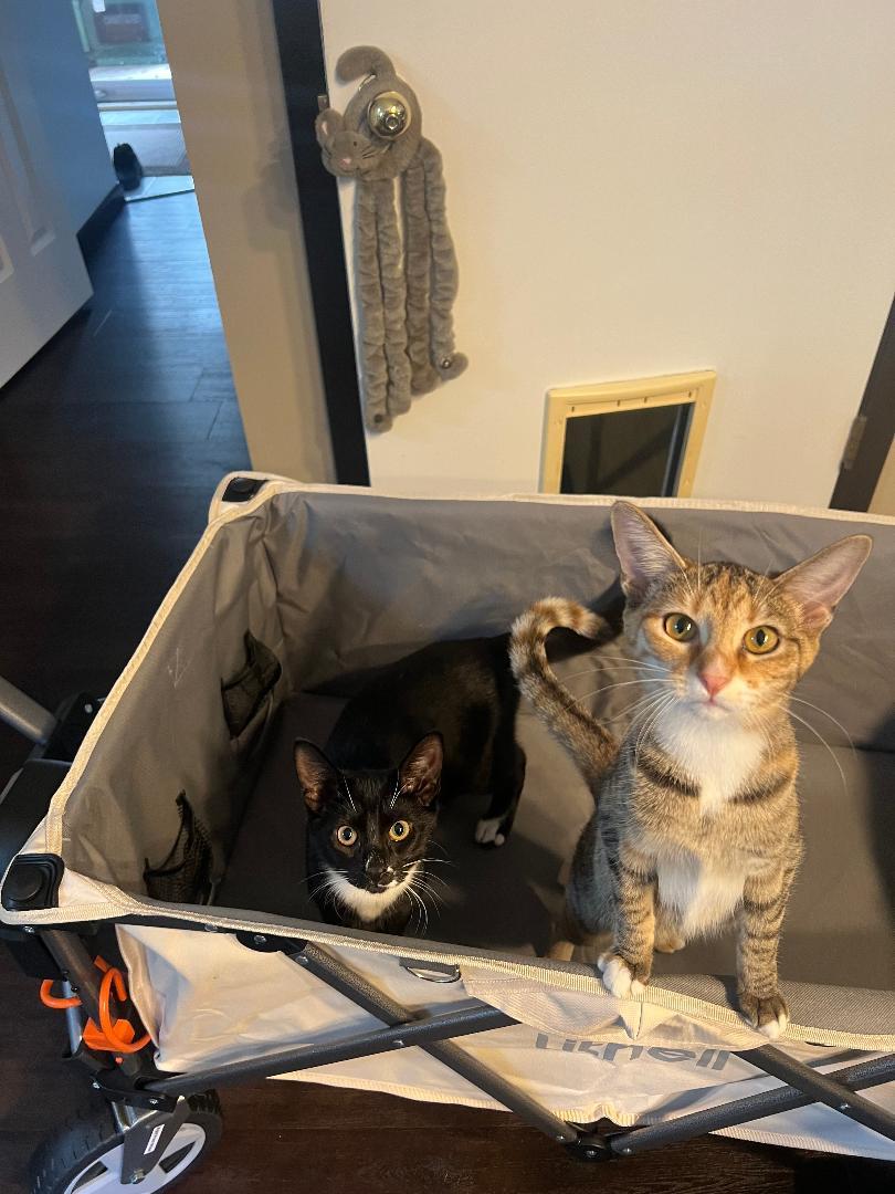 Koi, a Adoptable Domestic Short Hair in Reynoldsburg, OH image 2/4