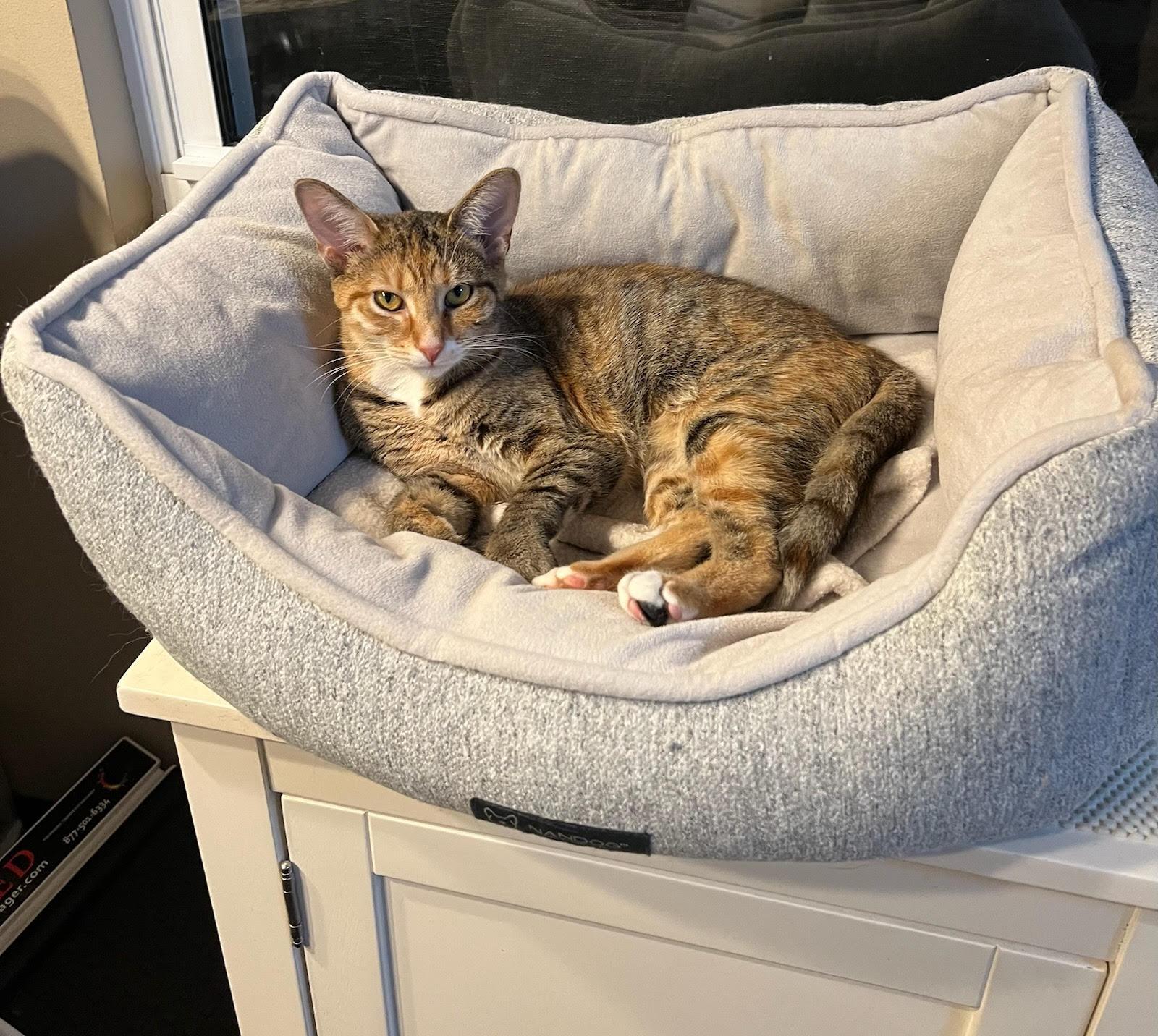 Koi, Adoptable, Young Female Domestic Short Hair.