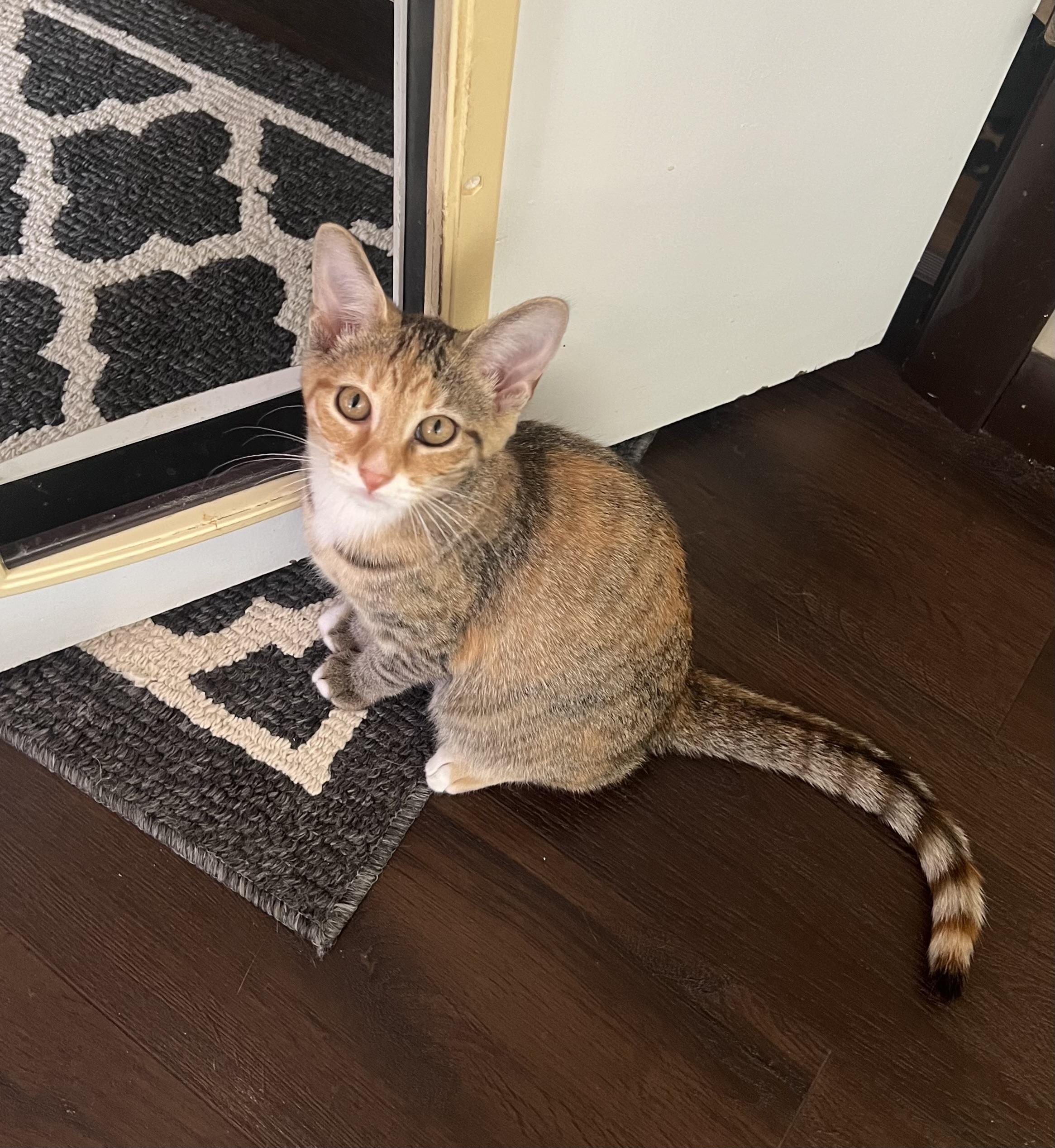 Koi, a Adoptable Domestic Short Hair in Reynoldsburg, OH image 3/4