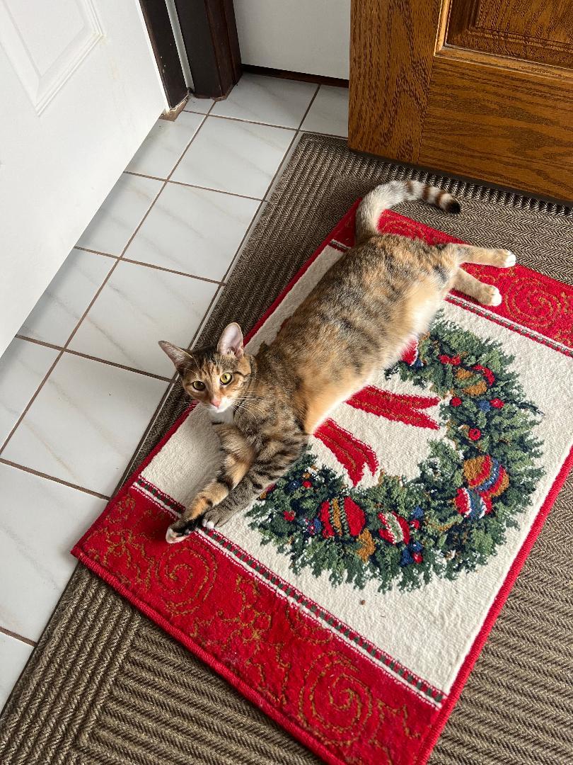 Koi, Adoptable, Young Female Domestic Short Hair.