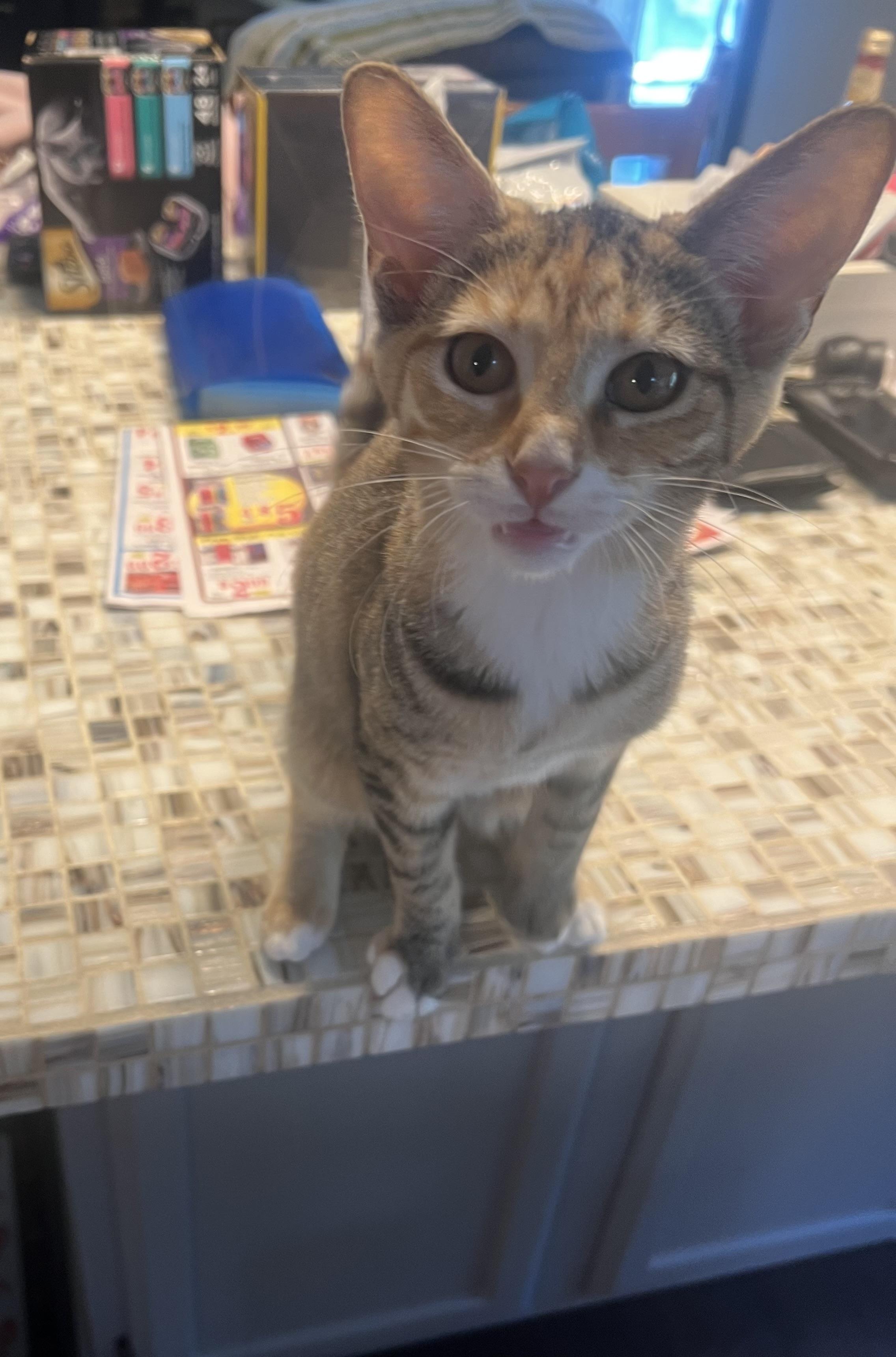 Koi, a Adoptable Domestic Short Hair in Reynoldsburg, OH image 4/4