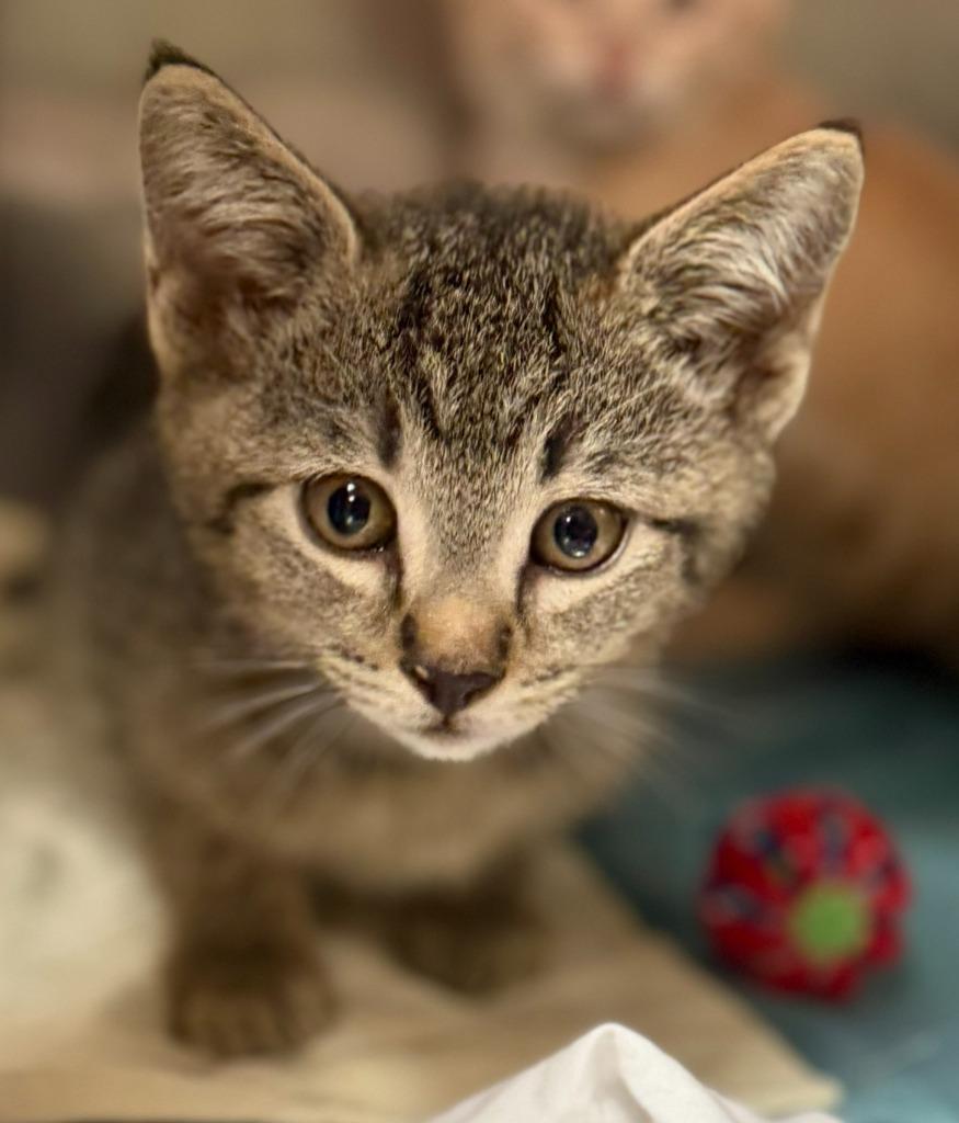 Stray-Quan, Adopted, Kitten Male Domestic Short Hair.