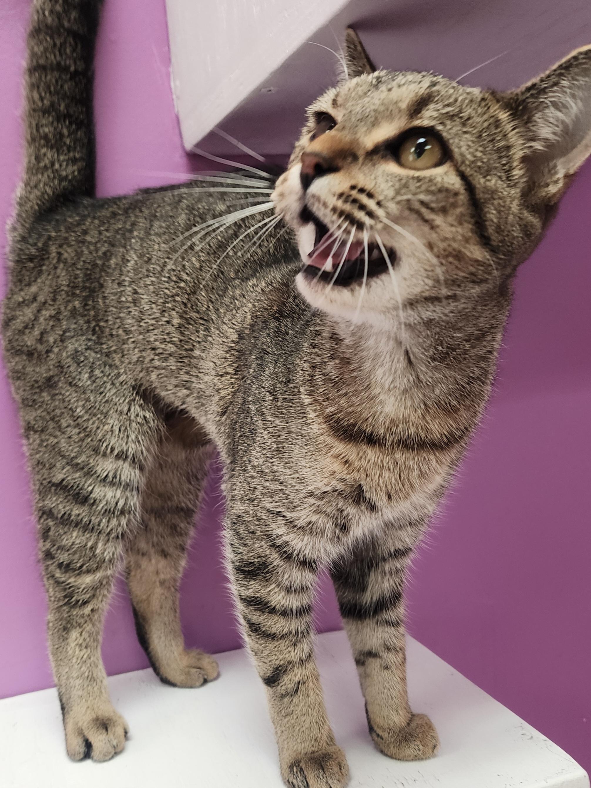 Lilly, Adoptable, Young Female Domestic Short Hair.