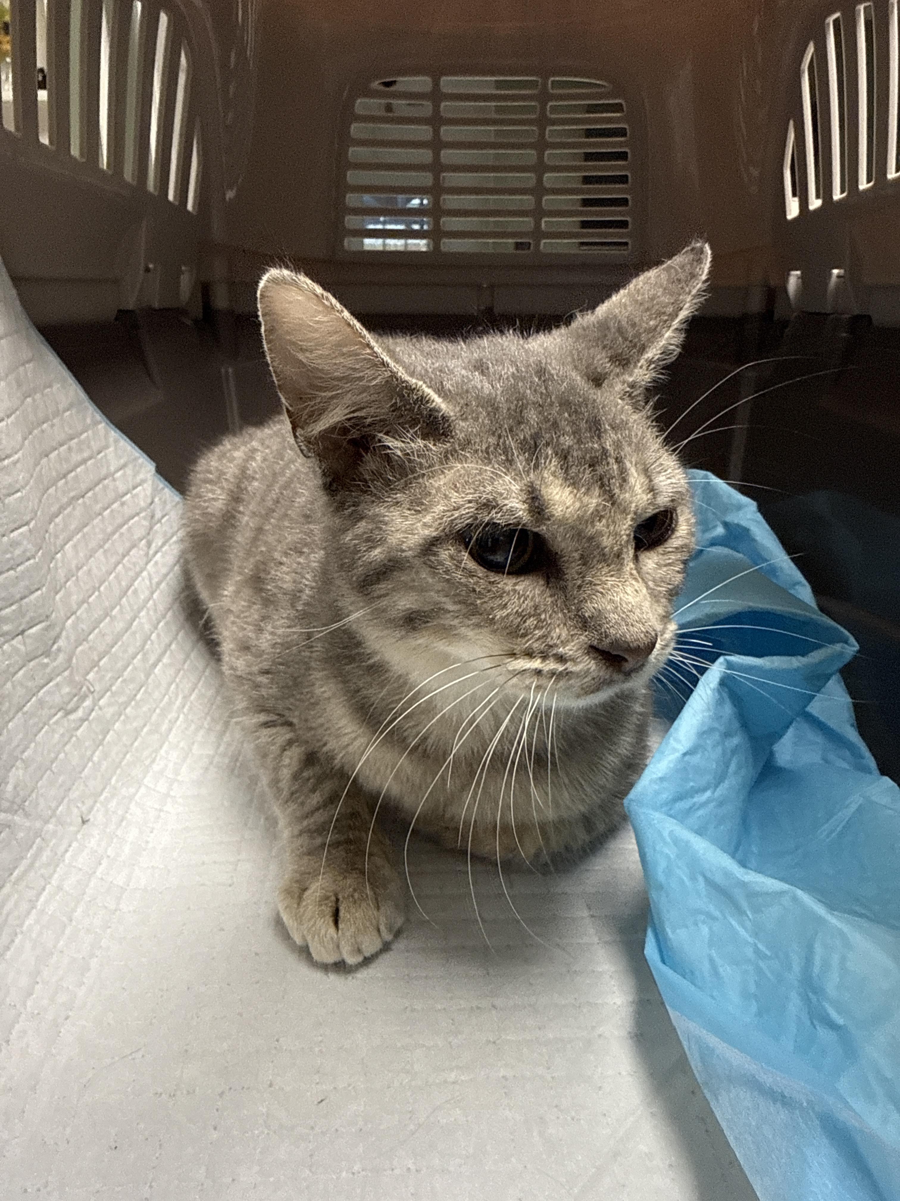 Posy, Adoptable, Kitten Female Domestic Short Hair.