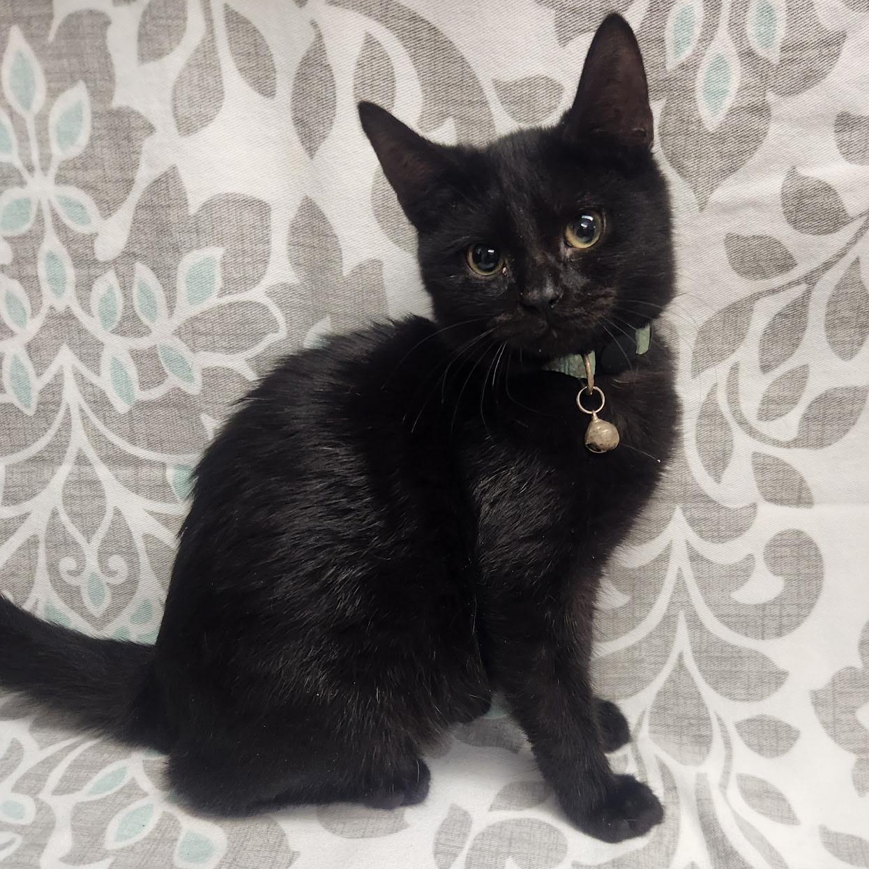 Jafar and Faciliar, a Adoptable American Shorthair in Frederick, MD image 5/6