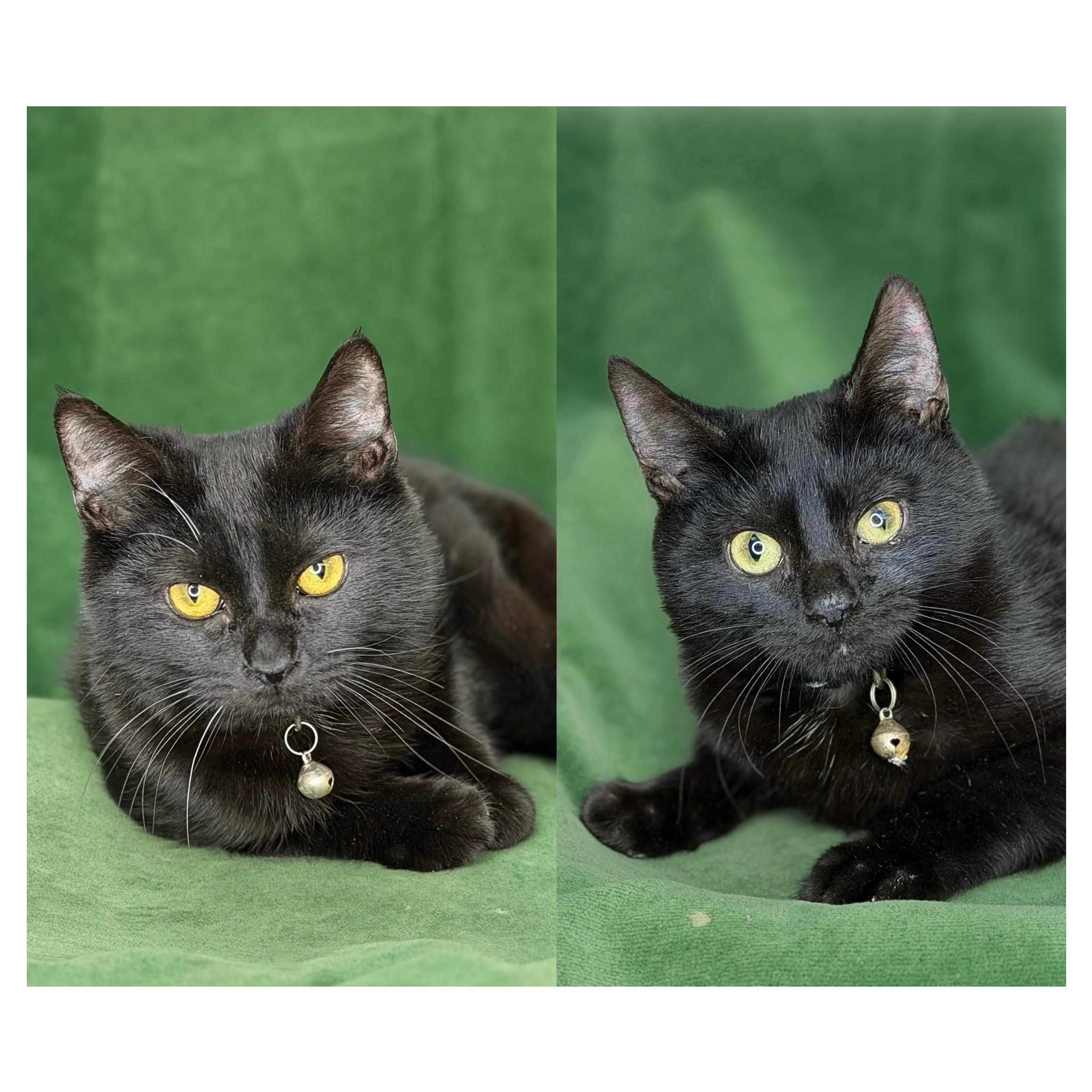 Jafar and Faciliar, Adoptable, Young Male American Shorthair.