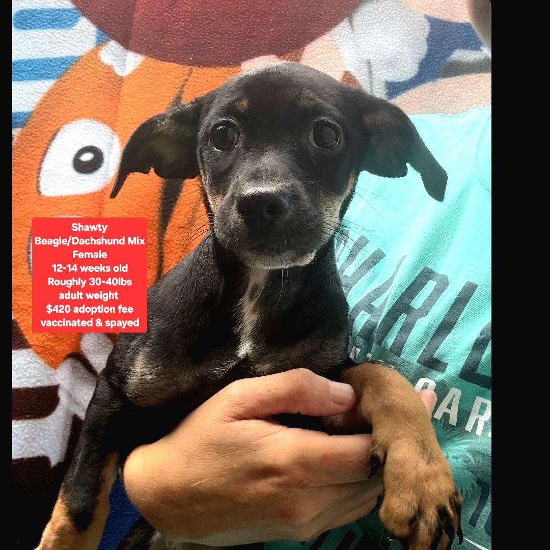 Shawty, ADOPTABLE, Puppy Female Beagle & Dachshund.