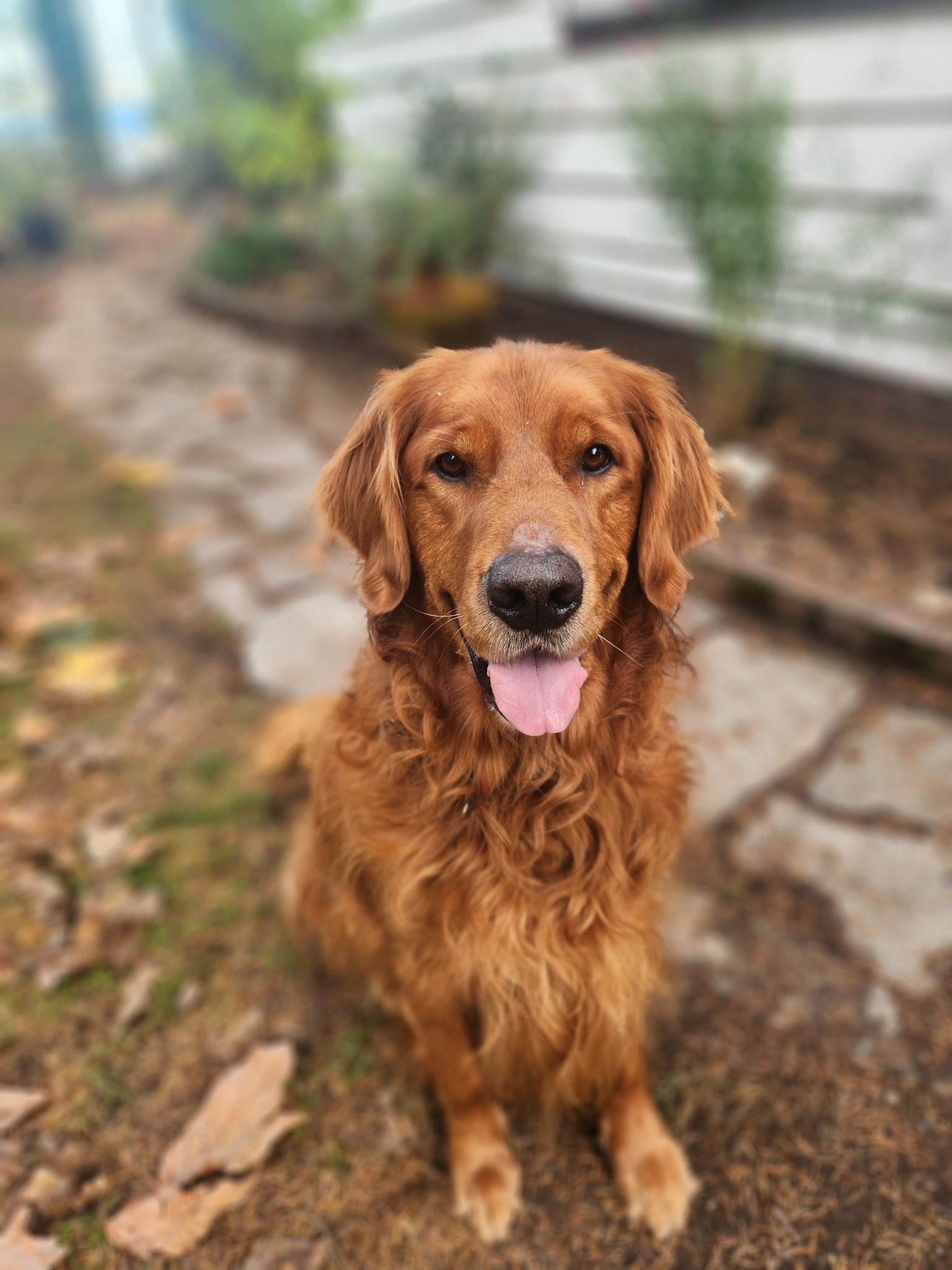 Fred, a Adopted Golden Retriever in Puyallup, WA image 1/2