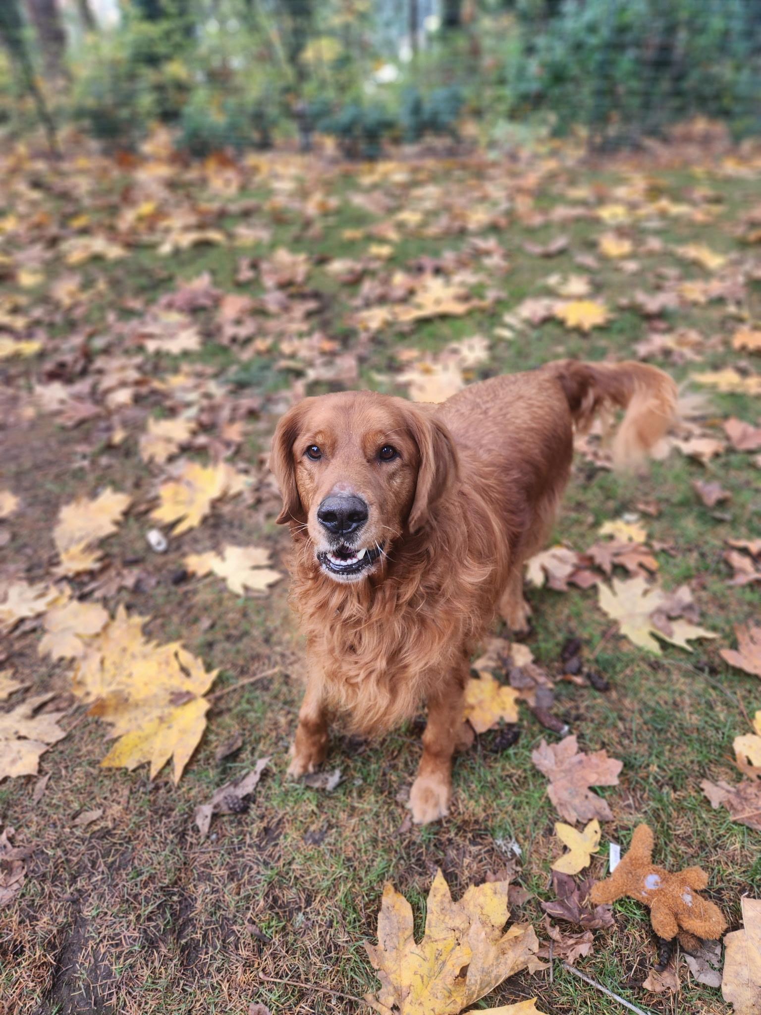 Fred, a Adopted Golden Retriever in Puyallup, WA image 2/2