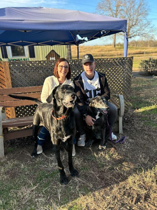 Buddy Apr 25, Adopted, Adult Male Great Dane & Standard Poodle.